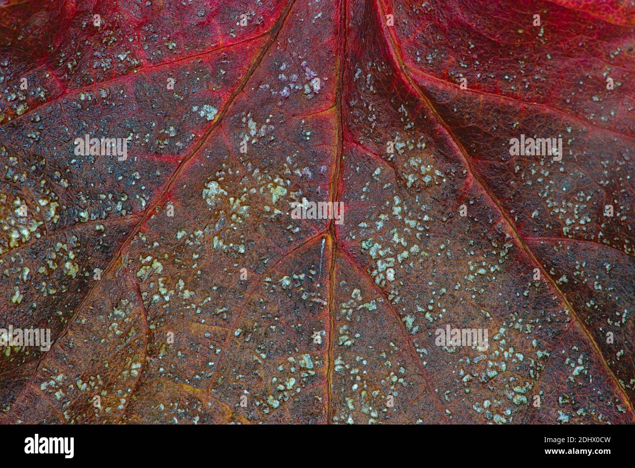 Texture, vene e colori di foglie morte primo piano Foto Stock