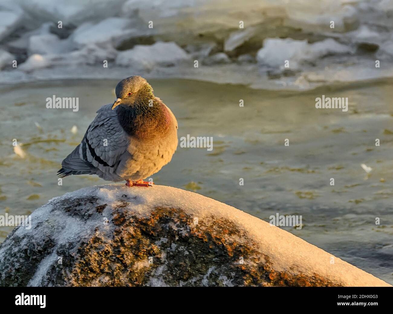 Una colomba seduta su una pietra sulle rive del fiume Neva a San Pietroburgo. Foto Stock