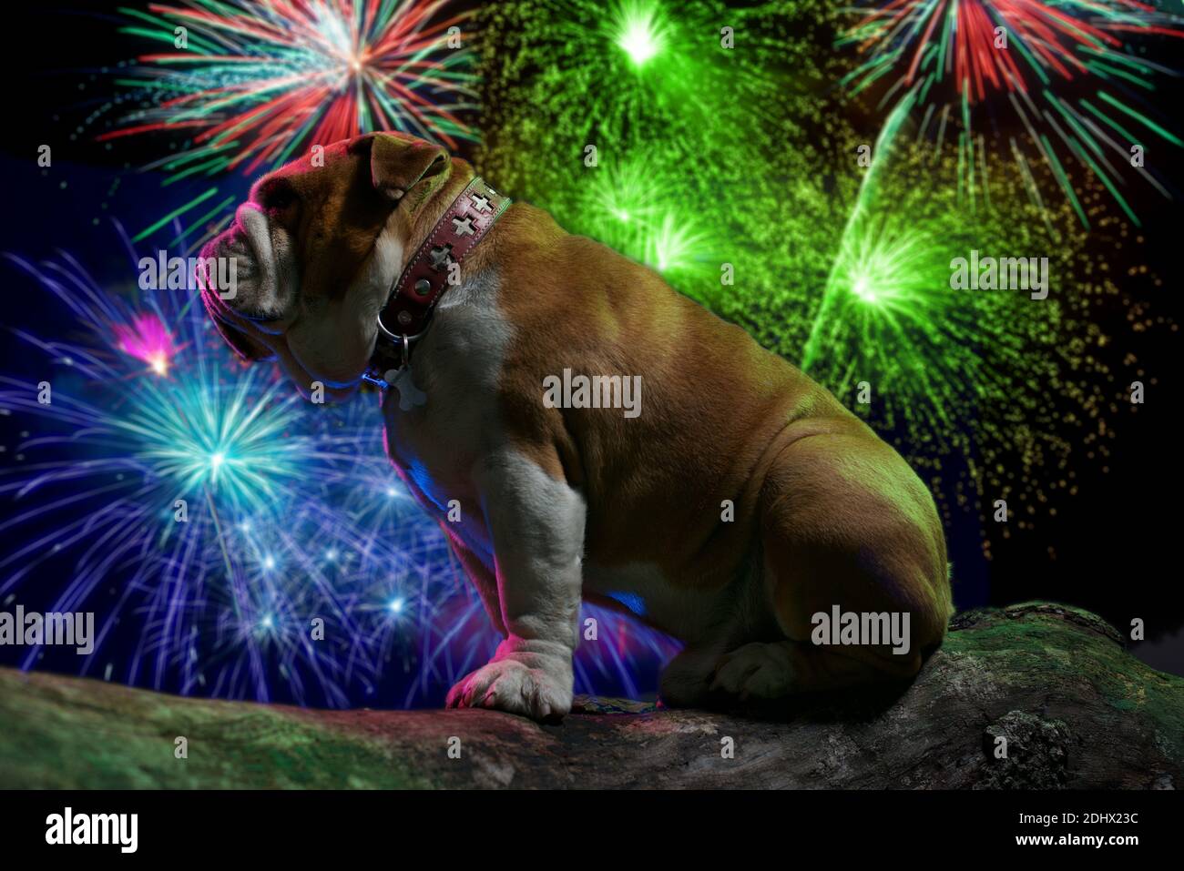 Bulldog seduto tranquillamente sotto uno spettacolo di fuochi d'artificio Foto Stock
