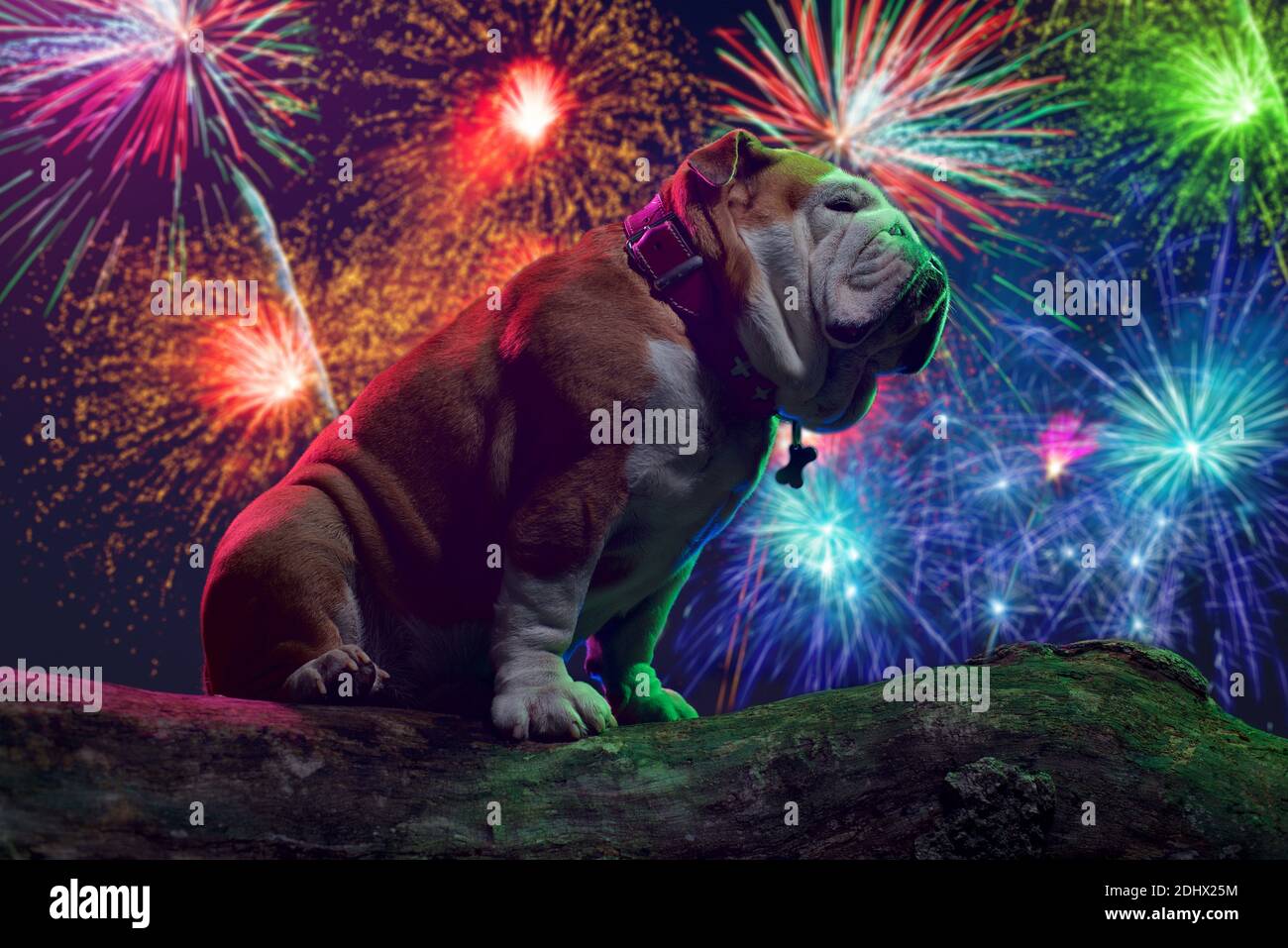 Un Bulldog si siede sotto i fuochi d'artificio Foto Stock
