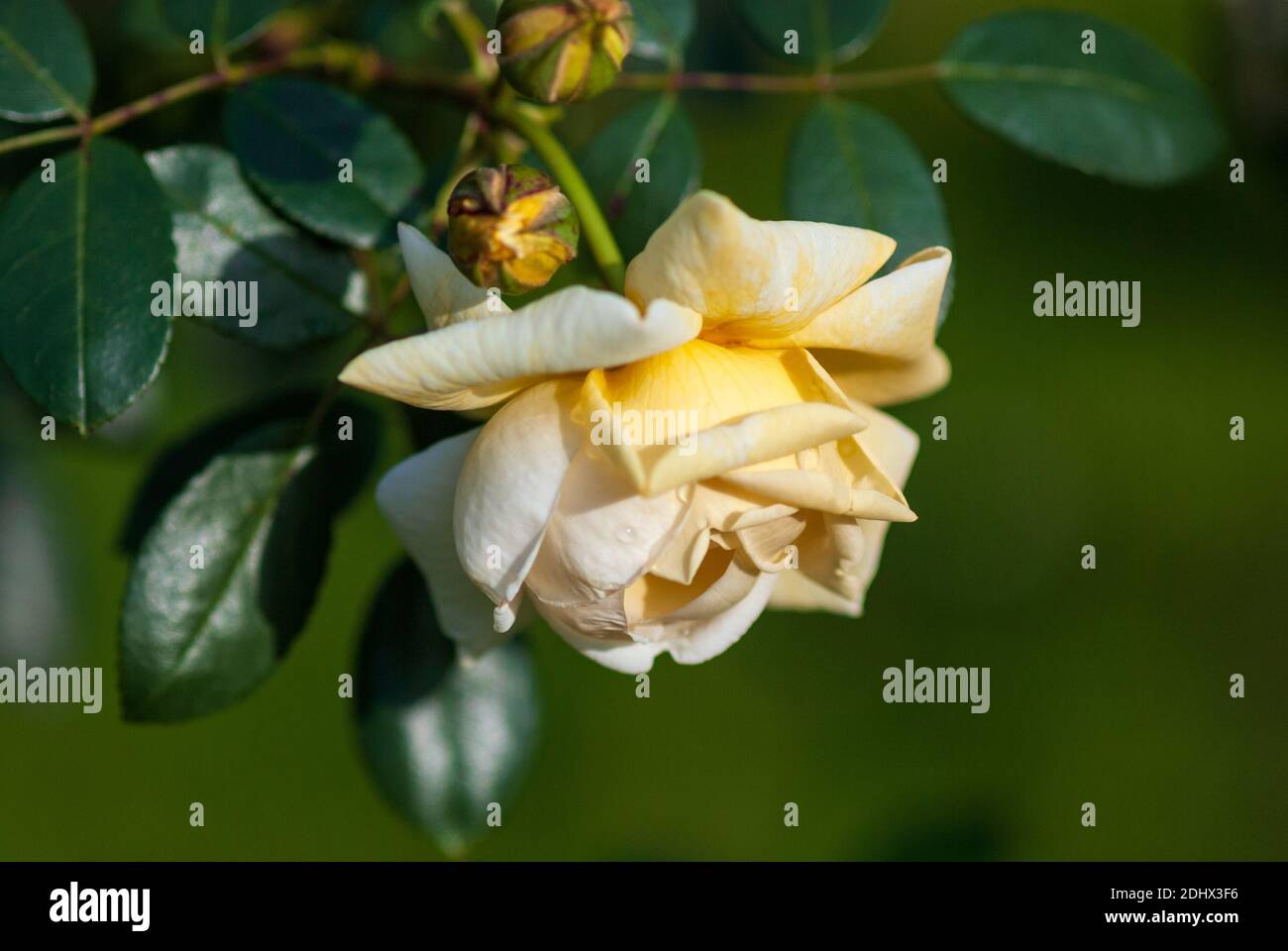 Rosa da giardino giallo chiaro Khortytsya, rosa rossa Ucraina di Rottsova Foto Stock