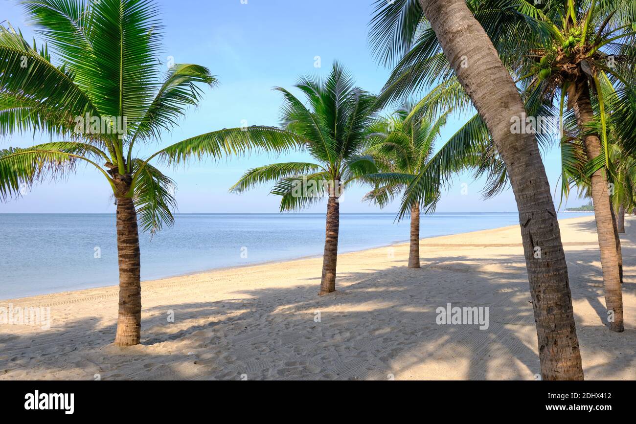 Spiaggia di sabbia con palme da cocco e cielo blu. Paesaggio tropicale . Vacanze estive . Foto Stock