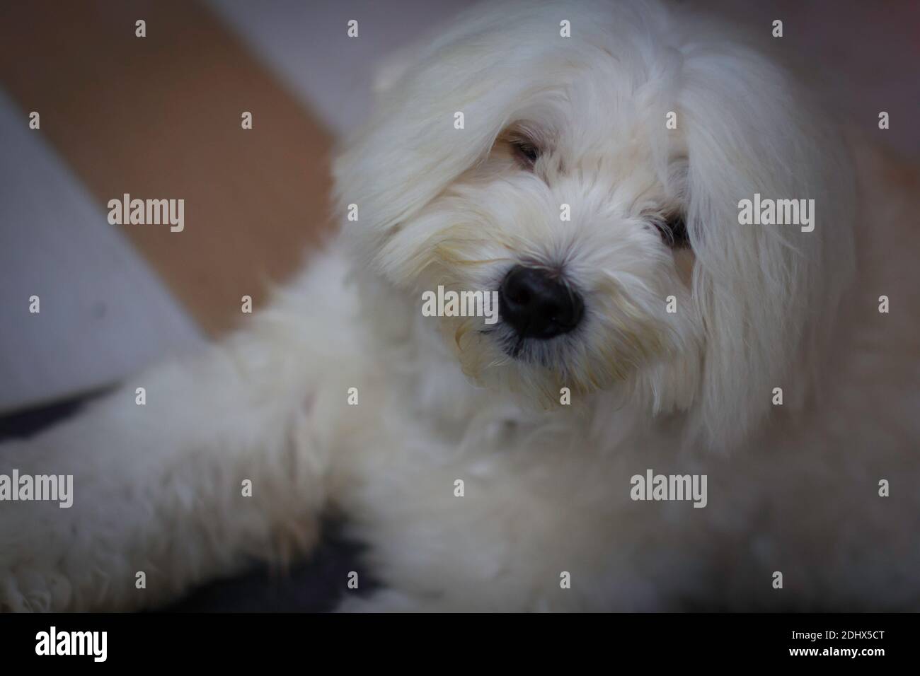 Una foto di Ace mio animale domestico. Preso al garage rea. Foto Stock