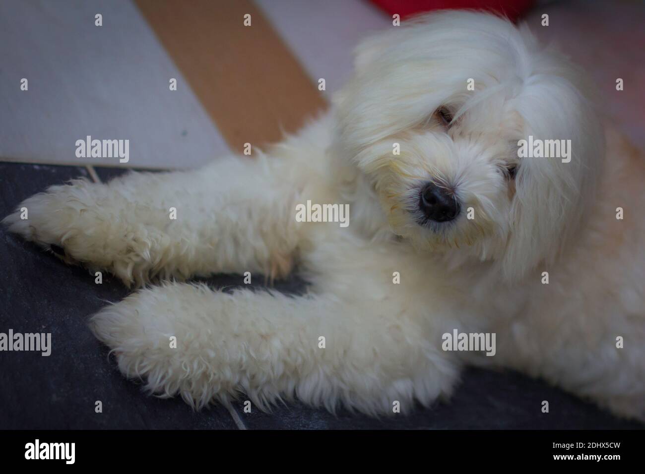 Una foto di Ace mio animale domestico. Preso al garage rea. Foto Stock