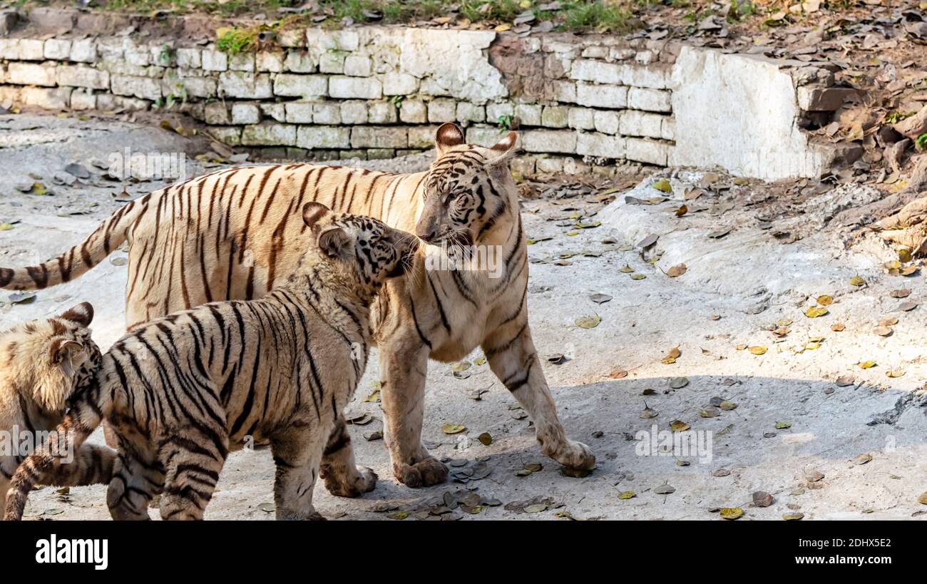 Una tigre bianca femminile, guardando attentamente i suoi cuccioli, all'interno del recinto della tigre al Parco Zoologico Nazionale di Delhi, conosciuto anche come lo Zoo di Delhi. Foto Stock