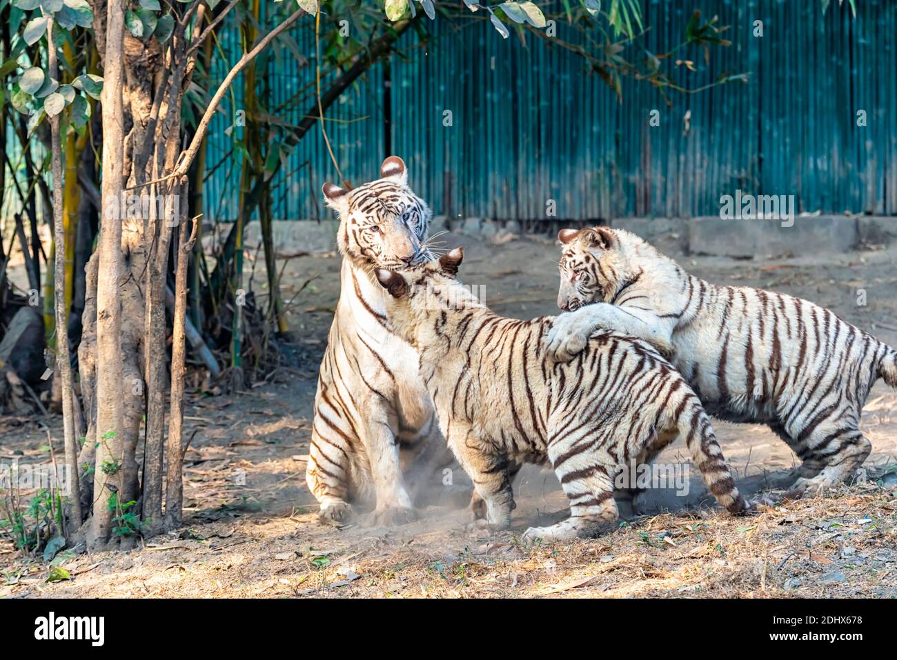 Una tigre bianca femminile che gioca con i suoi cuccioli all'interno del recinto della tigre al Parco Zoologico Nazionale di Delhi, conosciuto anche come lo Zoo di Delhi. Foto Stock