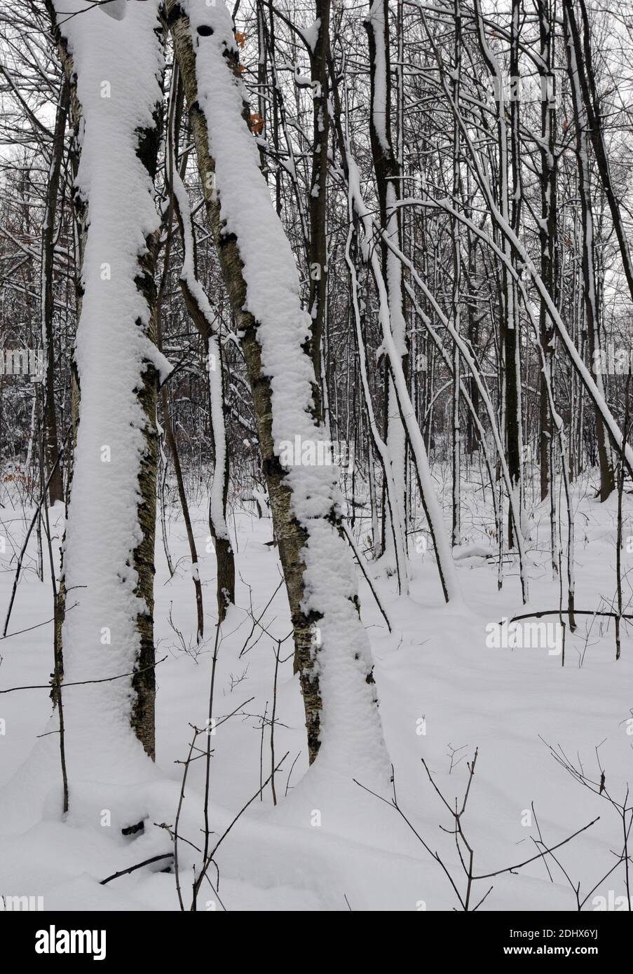 Neve fresca da una tempesta tardo-autunnale copre gli alberi in una foresta in Ontario, Canada. Foto Stock