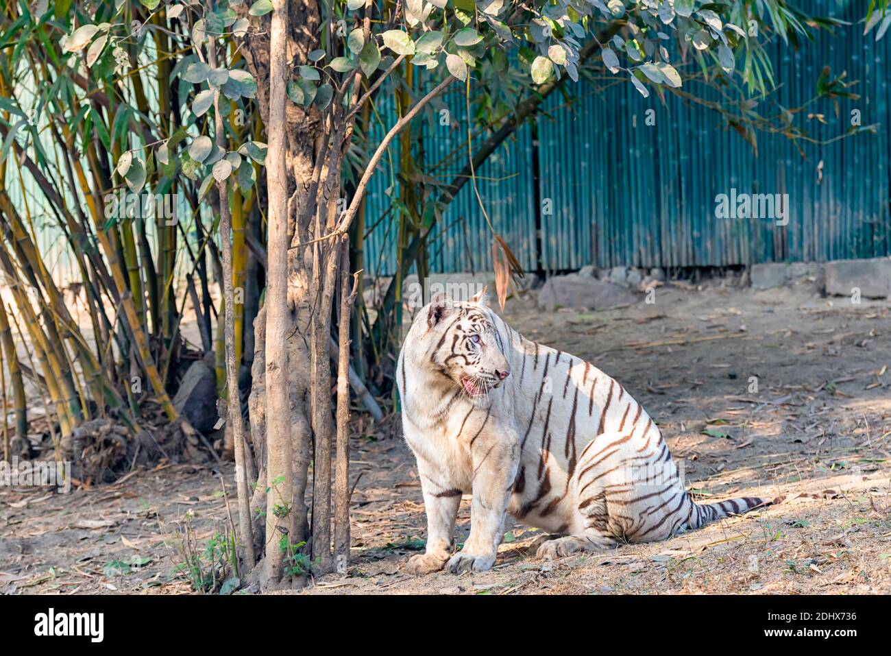 Una tigre bianca madre, guardando i suoi cuccioli giocare, all'interno del recinto tigre al Parco Zoologico Nazionale di Delhi, noto anche come lo Zoo di Delhi. Foto Stock