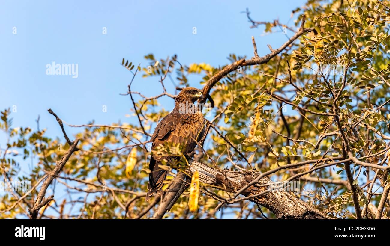 Un aquilone indiano marrone scuro arroccato sulla cima di un albero al Parco Zoologico Nazionale di Delhi, conosciuto anche come lo Zoo di Delhi. Foto Stock