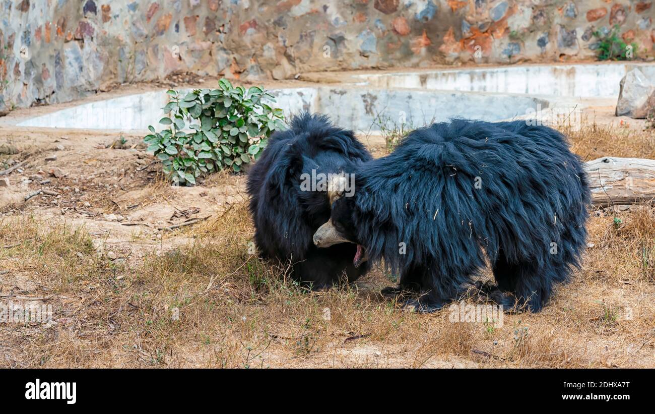 Un paio di orsi neri asiatici che giocano tra loro all'interno di un recinto presso il Parco Zoologico Nazionale di Delhi, conosciuto anche come lo Zoo di Delhi. Foto Stock