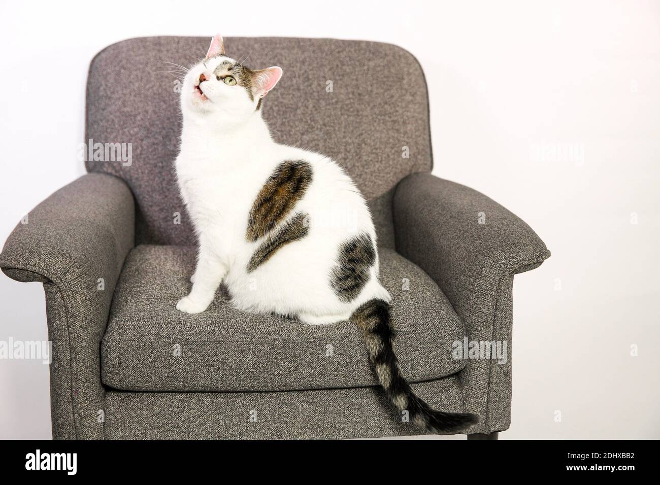 un gatto dagli occhi Foto Stock