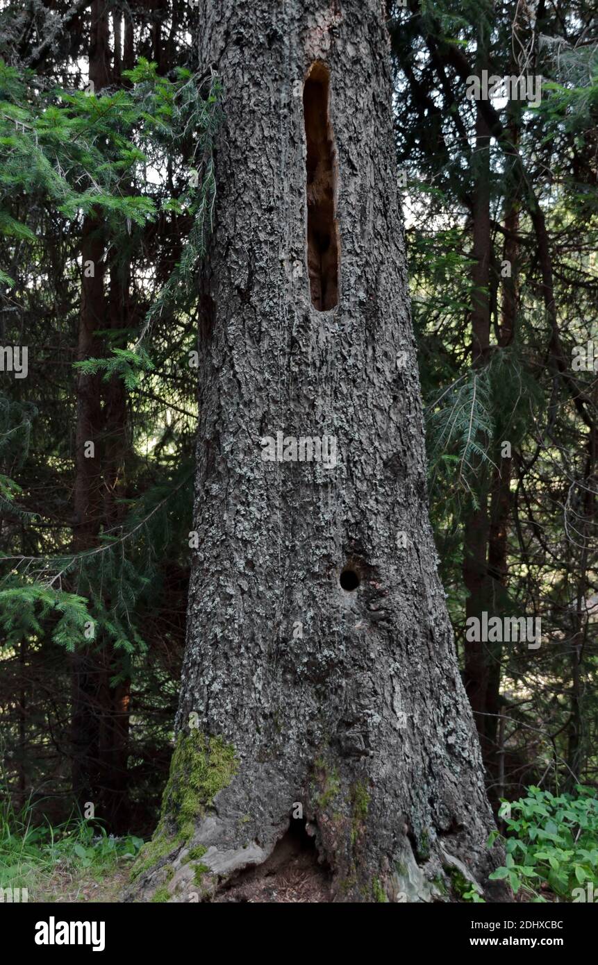 Immagine ravvicinata di un vecchio tronco di pino con buchi nella corteccia fatta da uccelli per l'uso come nidi, Rila Mountain, Bulgaria Foto Stock
