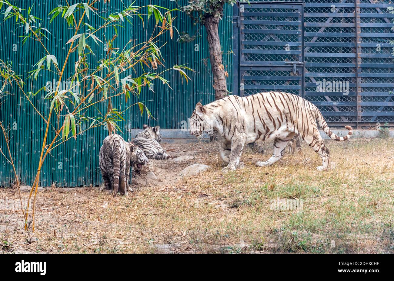 Una tigre bianca femminile che gioca con i suoi cuccioli all'interno del recinto della tigre al Parco Zoologico Nazionale di Delhi, conosciuto anche come lo Zoo di Delhi. Foto Stock