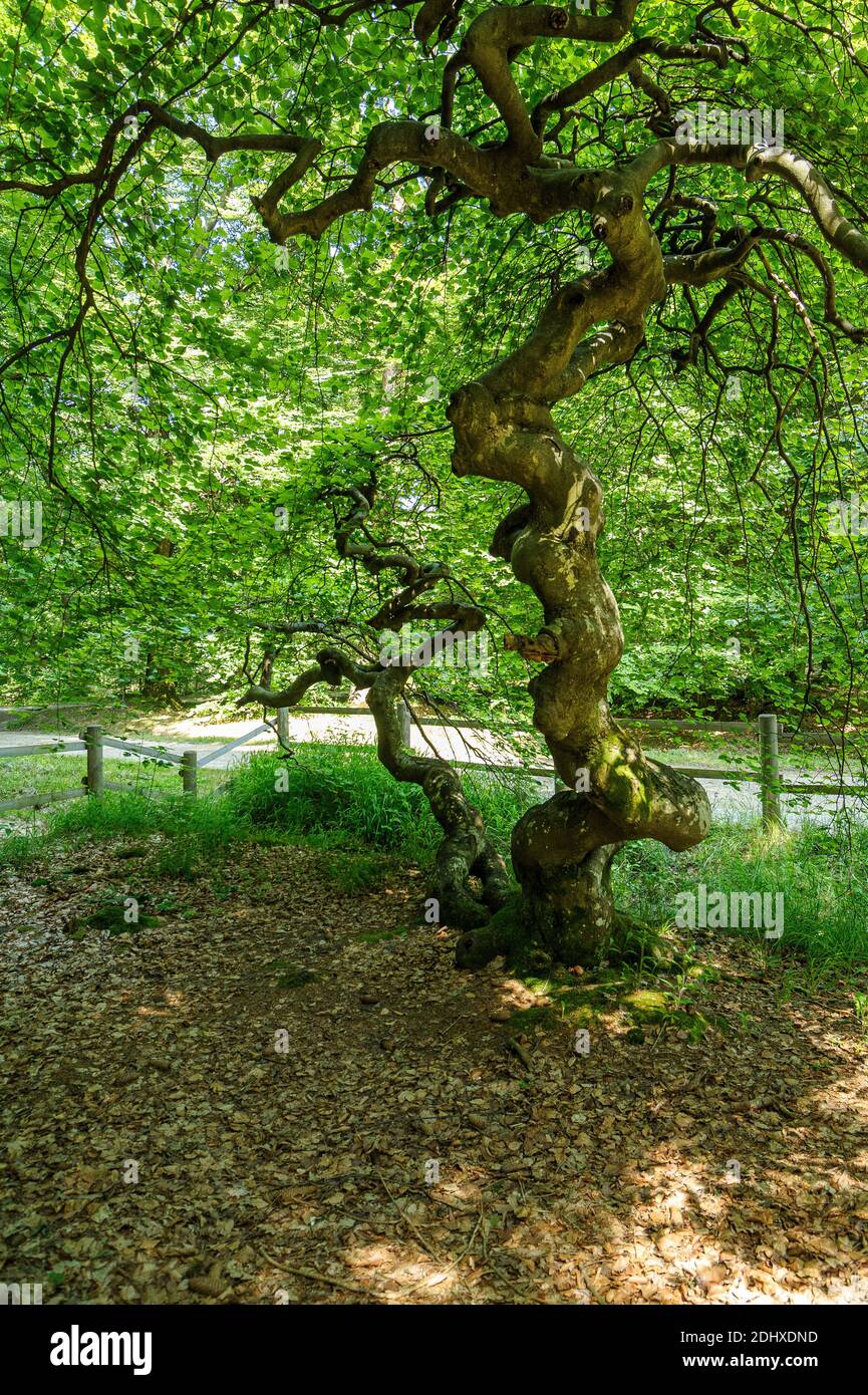 Una piantagione di particolari faggi chiamata 'faux de Verzy'. Questi alberi hanno la particolarità di avere un tronco tortuoso e rami. Foto Stock