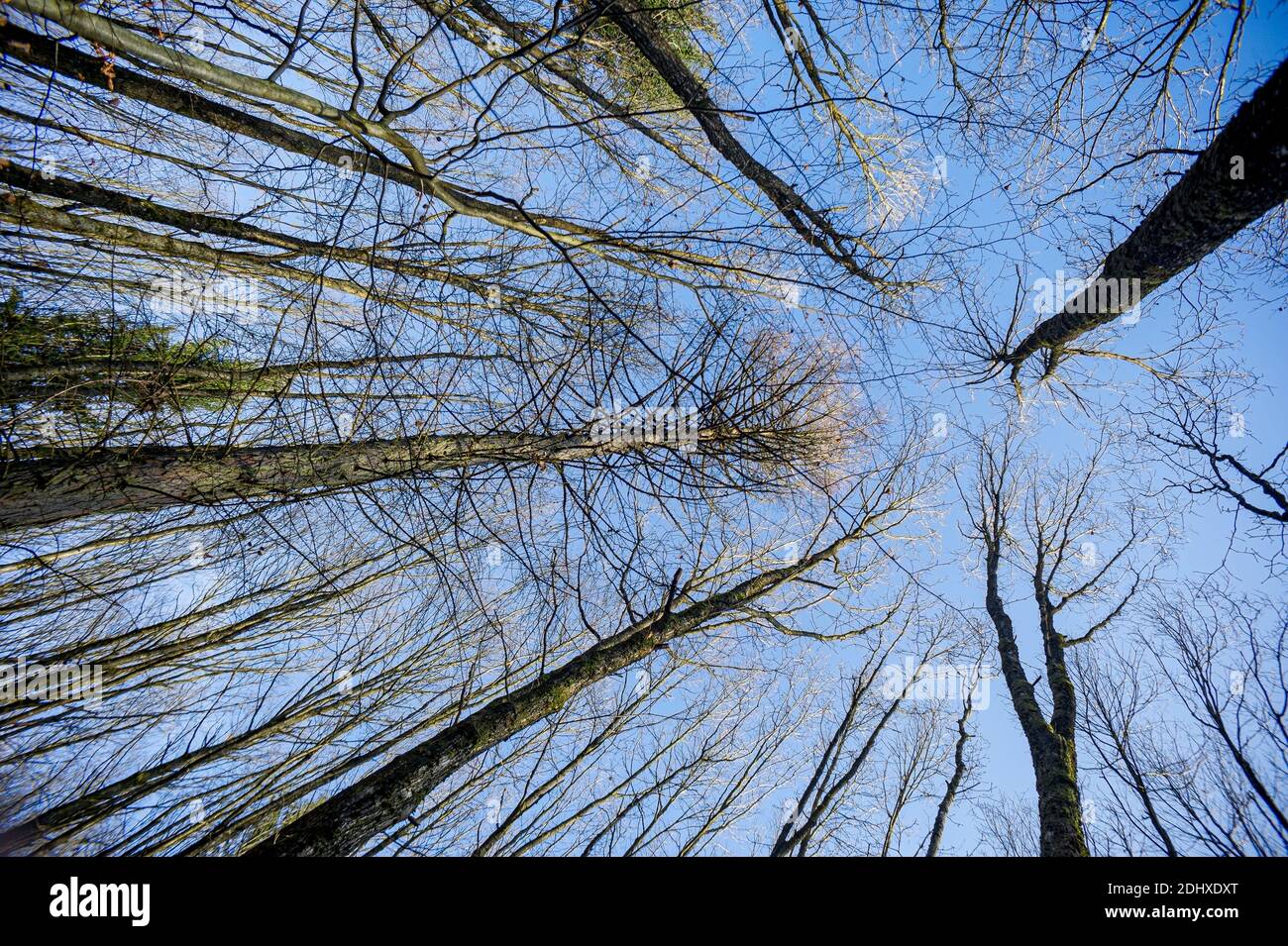 Vista della foresta in inverno. Effetti prospettici, gli alberi fotografati sullo sfondo con un obiettivo grandangolare sembrano convergere sul cielo blu. Foto Stock