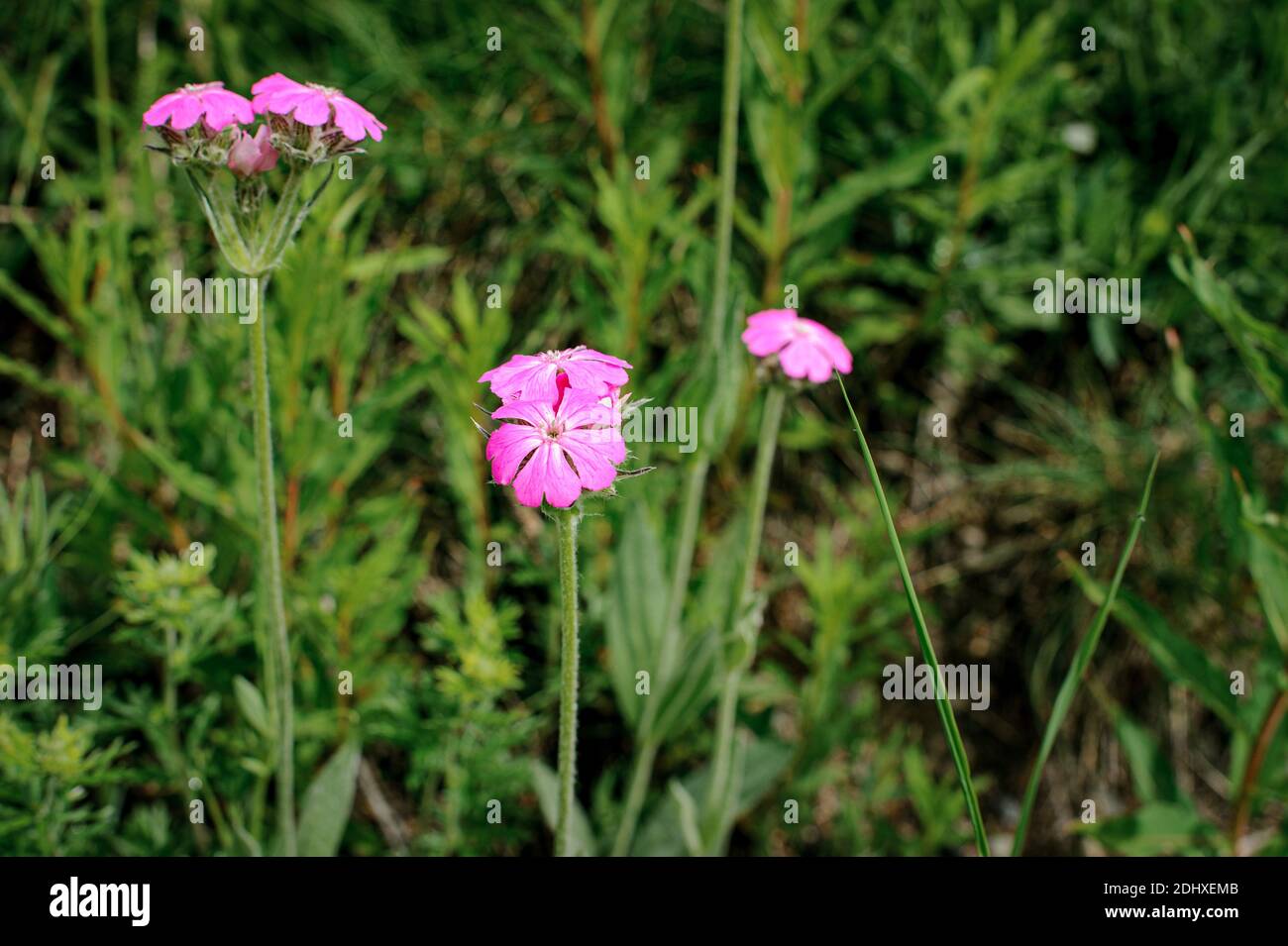 Primo piano sui garofani selvatici con un bel colore magenta. Foto Stock
