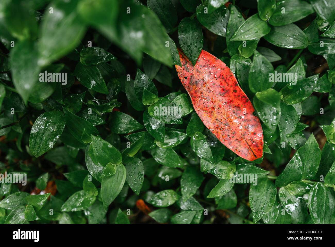 primo piano di foglie verdi bagnate con una rossa foglie che si levano in piedi fuori sopra di loro Foto Stock