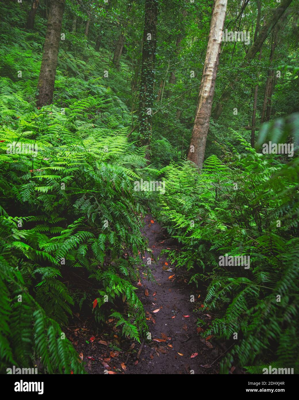 strada sterrata su alta foresta verde di felci con alberi in lo sfondo Foto Stock