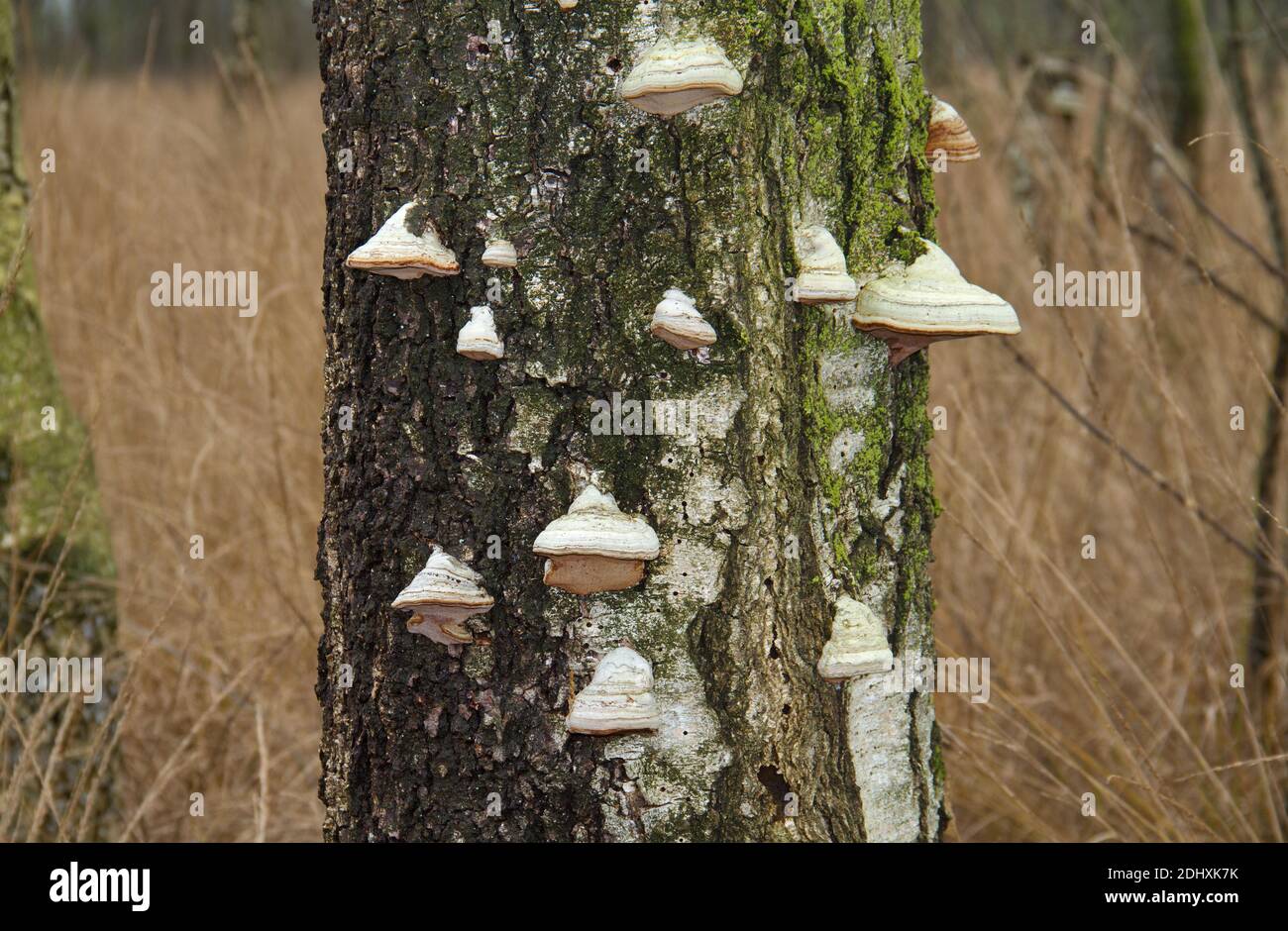 Lotti dei funghi della staffa del Beeswax che crescono su un morto in piedi Betulla Foto Stock