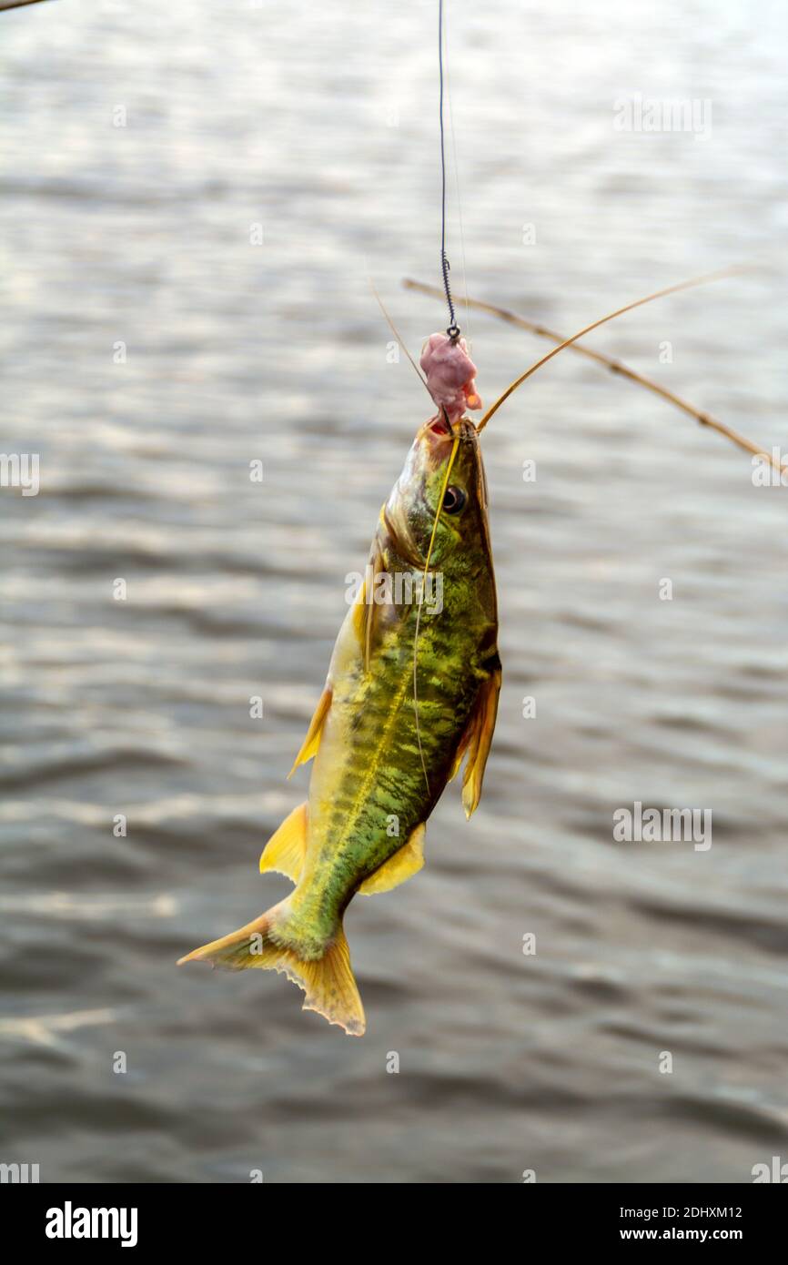 Un turista attrae un pesce gatto dal sussurro lungo mentre si partecipa a un safari panoramico sul fiume Mutum, (Rio Mutum) nelle zone umide di Pantanal in Brasile. Foto Stock