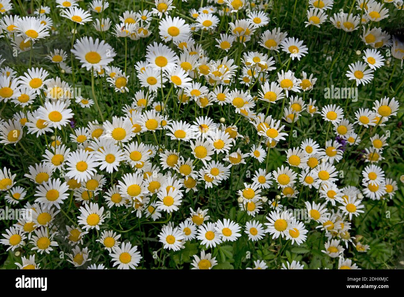 Margherite di occhio di bue Leucantheum vulgare che cresce nel prato di fiori selvaggi UK Foto Stock