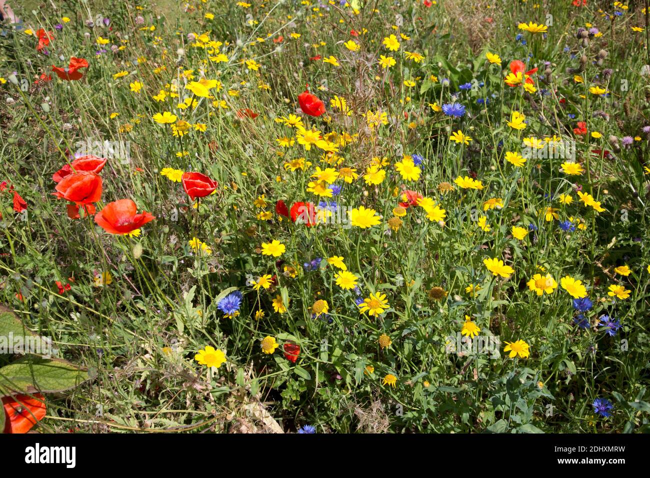 Primo piano di colorati prati di fiori selvatici con papaveri cornflowers e giallo Margherite Regno Unito Foto Stock