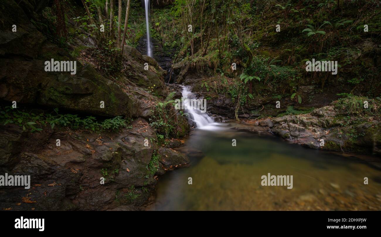 piccola cascata in una foresta con felci e acqua trasparente Foto Stock