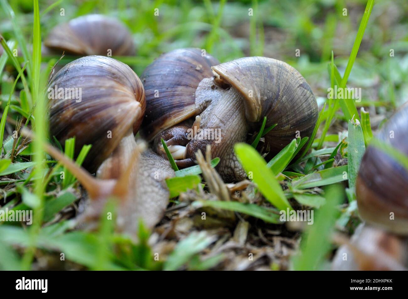 Accoppiamento di lumache giganti africane (Lissachatina fulica) in un'erba verde. Foto Stock