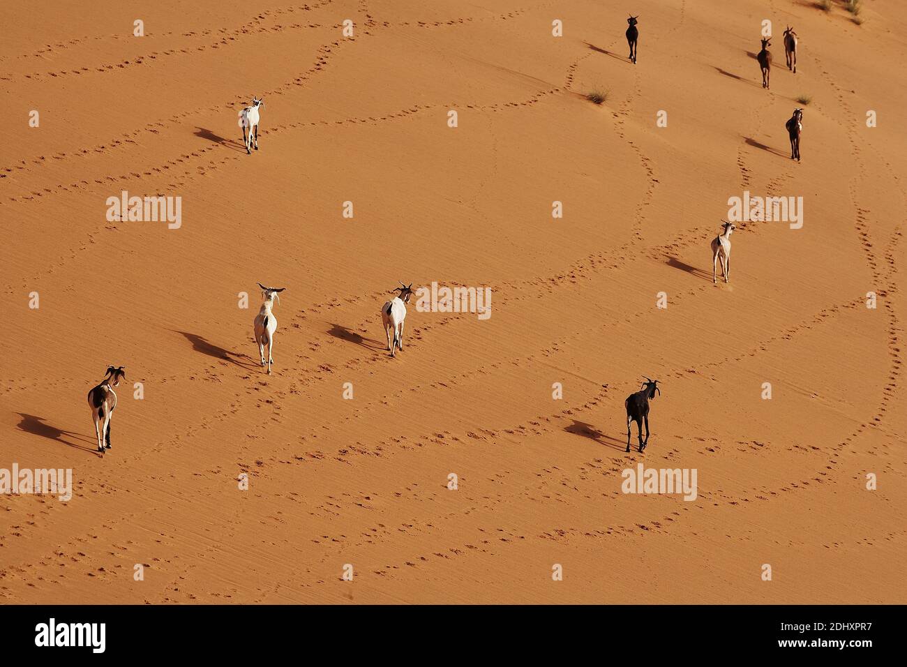 AFRICA/MALI / Gao/ capre che camminano sulla rosa delle dune di sabbia. Foto Stock