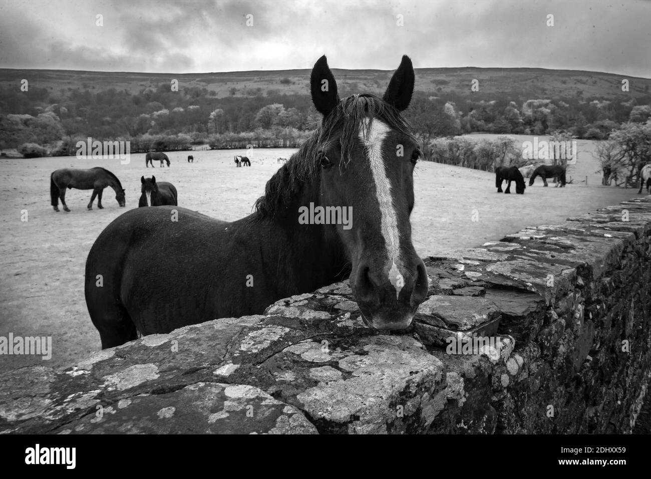 Adventure Farm equitazione Black Mountains area del Brecon Beacons National Park nel Monmouthshire, Galles del sud-est. Foto Stock