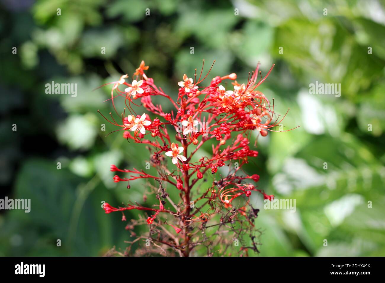 Mazzo di piccoli fiori e boccioli di colore rosso Foto Stock