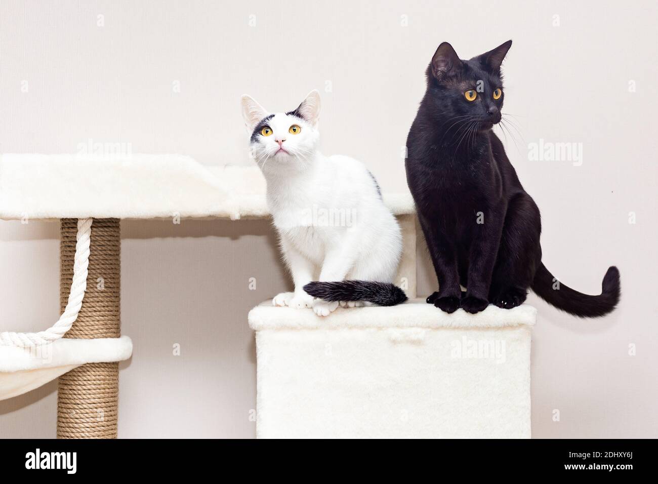 Due gatti si siedono sul complesso di gioco domestico. Gatto bianco e nero  sedersi l'uno accanto all'altro e guardare con attenzione Foto stock - Alamy