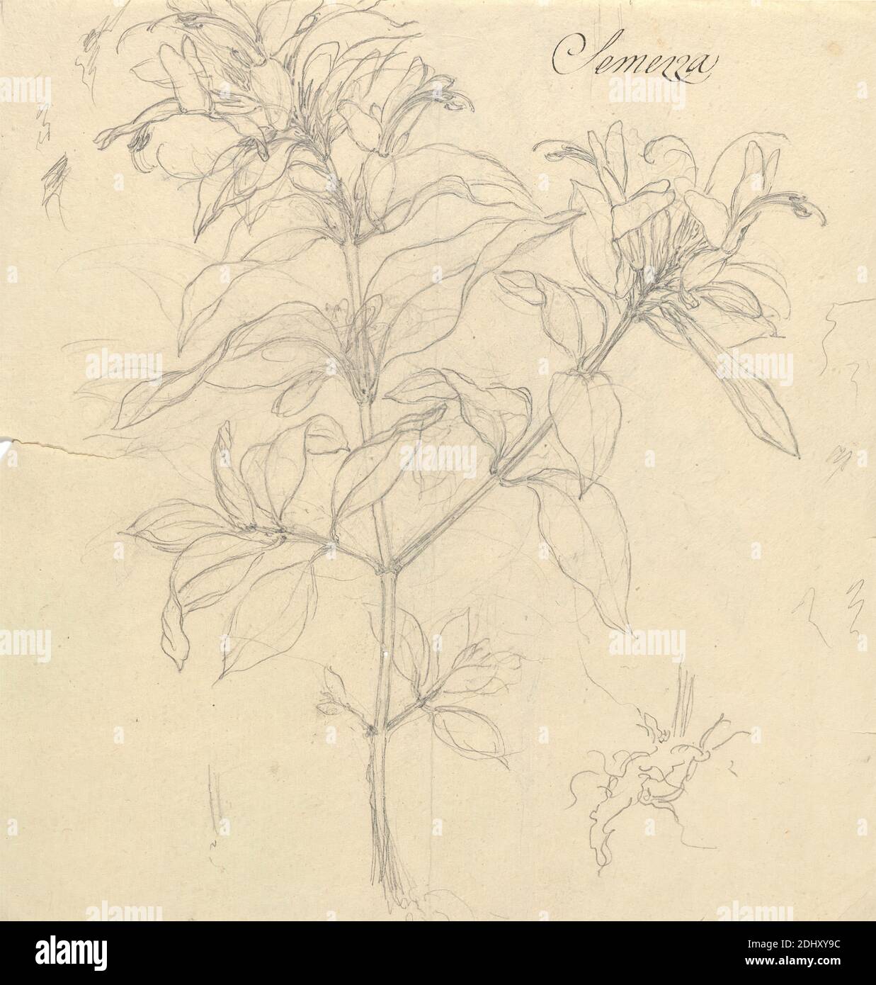 Semezza (Ruttya speciosa), Luigi Balugani, 1737–1770, italiano, non satinato, grafite su carta media, moderatamente testurizzata, beige, foglio: 8 3/4 x 8 3/8 pollici (22.2 x 21.3 cm Foto Stock