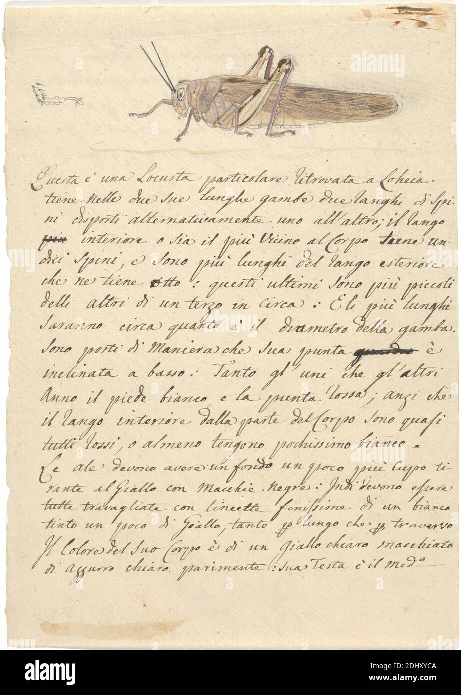 Locusto, Luigi Balugani, 1737–1770, italiano, non satinato, grafite, acquerello, e gouache su carta media, leggermente testurizzata, beige, foglio: 8 7/8 x 6 1/4 pollici (22.5 x 15.9 cm), Insecta (classe Foto Stock