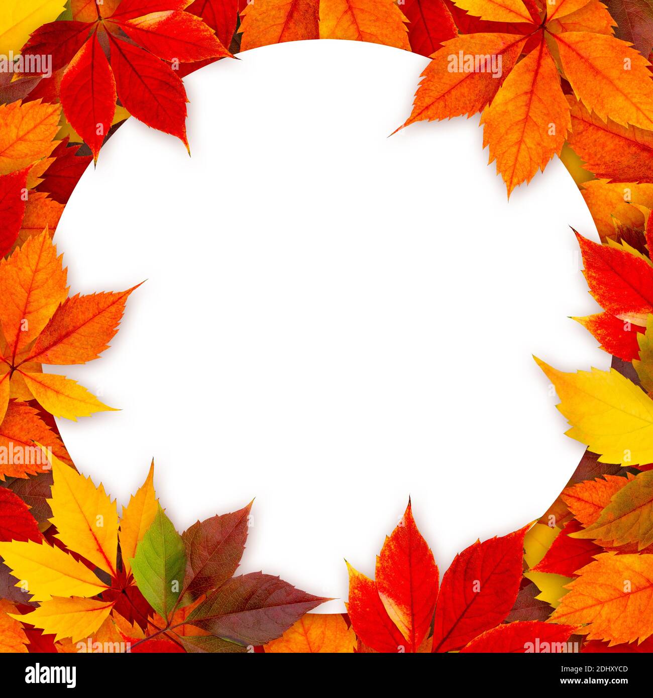 Carta rotonda vuota circondata da foglie d'autunno colorate. Foto Stock