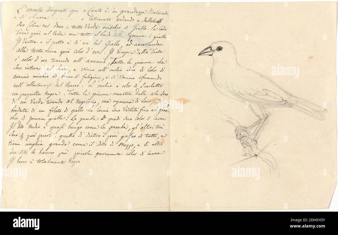 Studio di un uccello, Luigi Balugani, 1737–1770, Italiano, non satinato, grafite e penna e inchiostro nero su carta media, moderatamente testurizzata, beige, foglio: 7 1/8 x 11 3/8 pollici (18.1 x 28.9 cm), becco, uccelli, studi Foto Stock Studio di un uccello, Luigi Balugani, 1737–1770, Italiano, non satinato, grafite e penna e inchiostro nero su carta media, moderatamente testurizzata, beige, foglio: 7 1/8 x 11 3/8 pollici (18.1 x 28.9 cm), becco, uccelli, studi Foto Stock