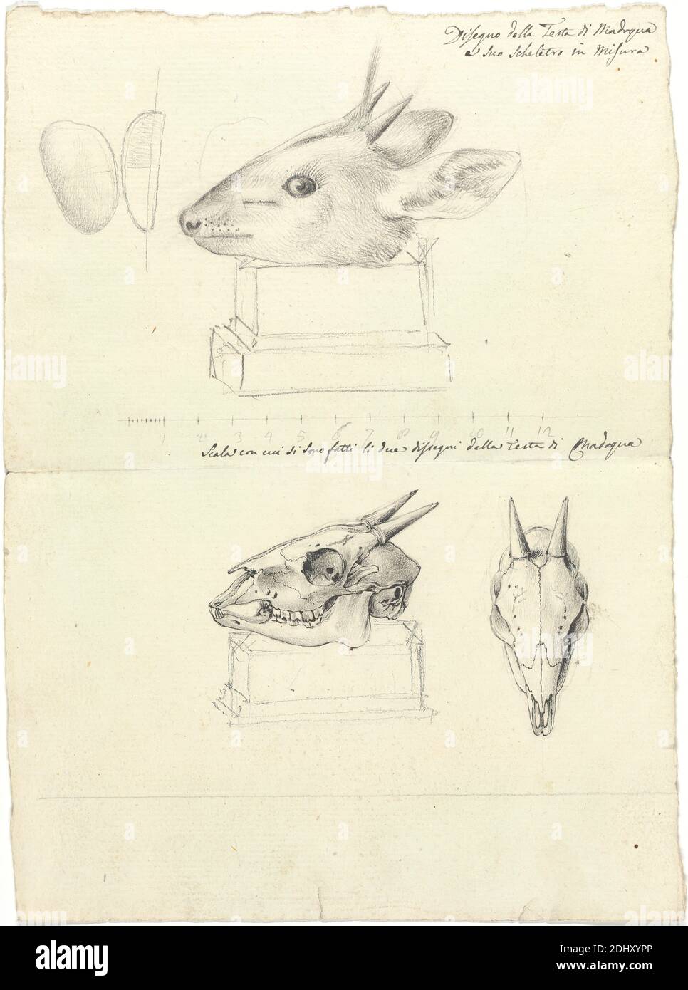 Testi di Madoqua (Antelope Head and Skulls), Luigi Balugani, 1737–1770, italiano, non satinato, grafite e inchiostro nero su carta di spessore moderato, moderatamente testurizzata, crema, foglio: 10 5/8 x 7 3/4 pollici (27 x 19.7 cm), Animalia (regno), teste, piedistallo, cranio (componente scheletrica Foto Stock