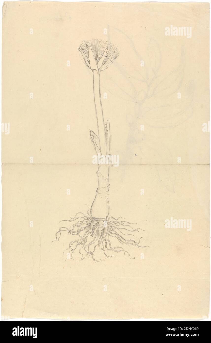 Scadoxus Puniceus, Luigi Balugani, 1737–1770, Italiano, non satinato, grafite su carta media, leggermente testurizzata, wove beige, foglio: 11 7/8 × 7 7/8 pollici (30.2 × 20 cm), bacche, foglie, radici Foto Stock