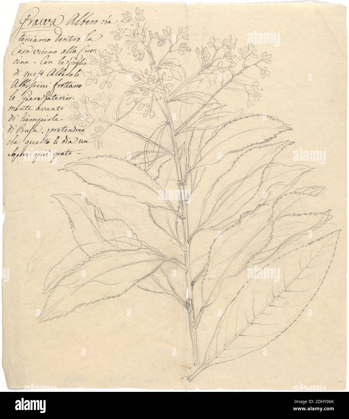 Grawa (Vernonia amigdalina), Luigi Balugani, 1737–1770, italiano, non satinato, grafite su carta media, leggermente testurizzata, crema di wove, foglio: 8 3/4 × 7 7/8 pollici (22.2 × 20 cm), rami, foglie Foto Stock