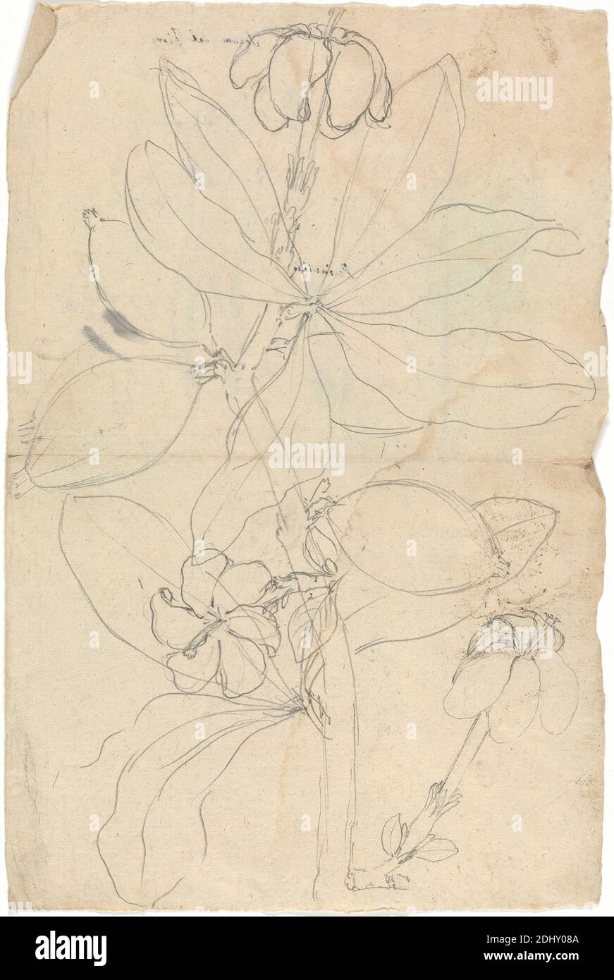 Gardenia ternifolia, Luigi Balugani, 1737–1770, italiano, non satinato, grafite su carta media, leggermente testurizzata, carta beige, foglio: 12 1/4 × 7 7/8 pollici (31.1 × 20 cm), dettagli, fiori (piante), foglie Foto Stock