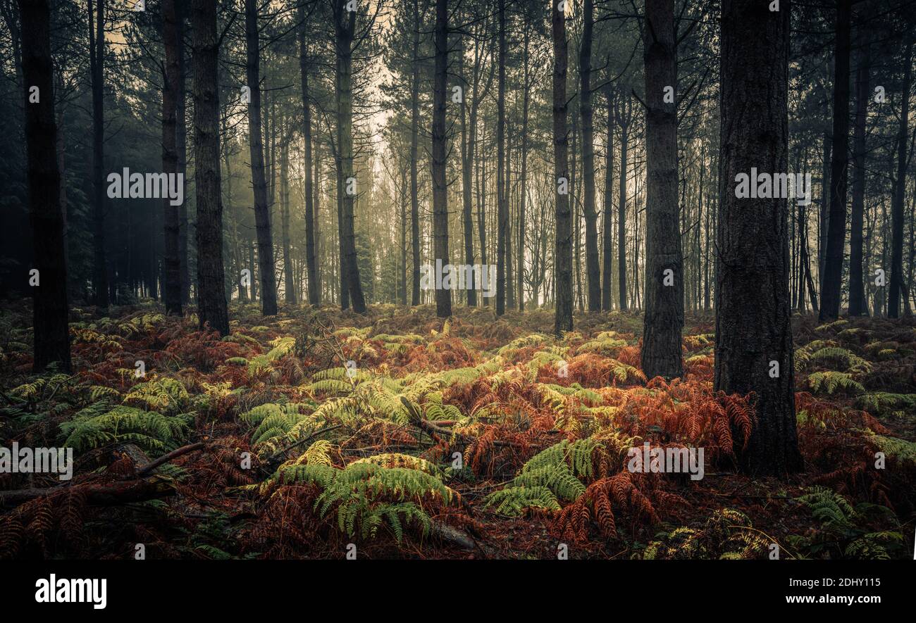 Felci e pini, Wheldrake Wood, York Foto Stock