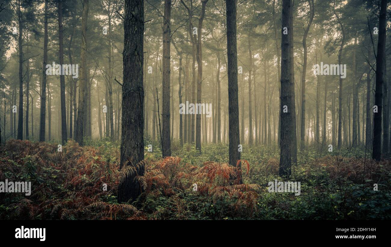 Alberi di pino in Wheldrake Wood, York, North Yorkshire Foto Stock