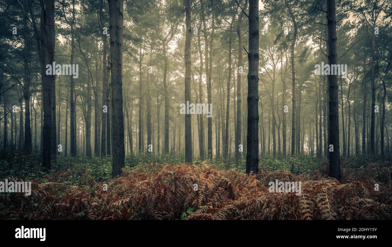 Pines and Ferns, Wheldrake Wood, York Foto Stock