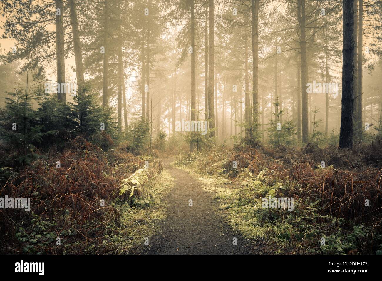 Woodland Path a Wheldrake Wood, York Foto Stock