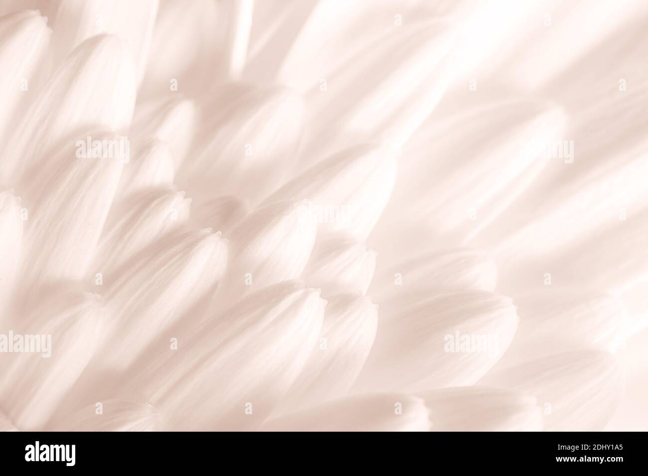 Macro shot di gerbera petali come astratto sfondo naturale, impostare vela champagne tendenza colore Foto Stock