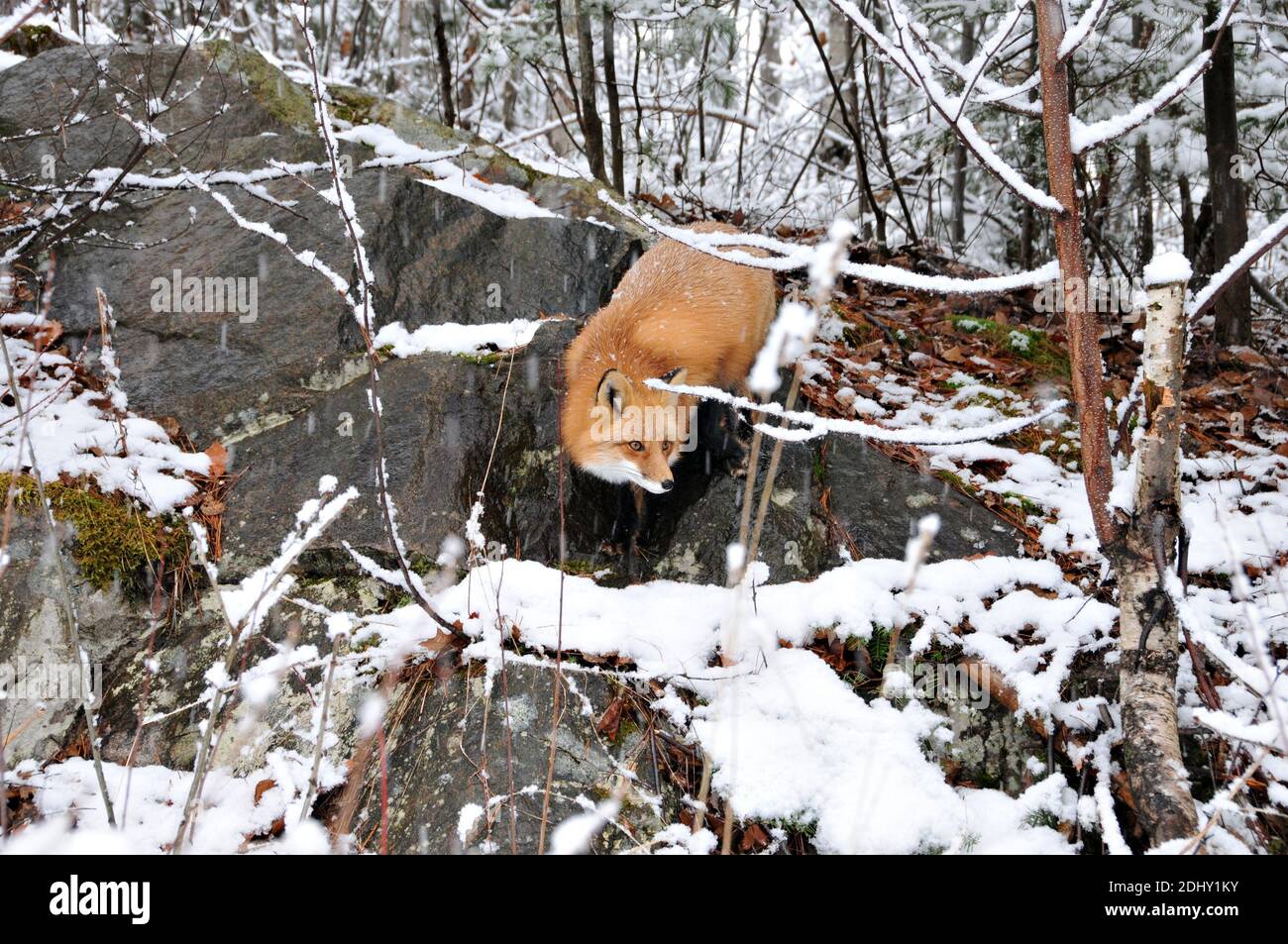 Vista ravvicinata del profilo della volpe rossa nella stagione invernale su una roccia con muschio nel suo ambiente e habitat. Immagine FOX. Immagine. Verticale. Foto. Foto Stock