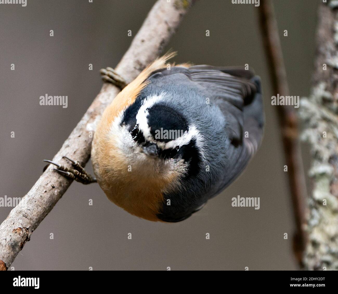 Vista ravvicinata del profilo di Nuthatch appollaiato su un ramo di albero nel suo ambiente con uno sfondo sfocato, con piumaggio e coda di uccello. Foto Stock Vista ravvicinata del profilo di Nuthatch appollaiato su un ramo di albero nel suo ambiente con uno sfondo sfocato, con piumaggio e coda di uccello. Foto Stock