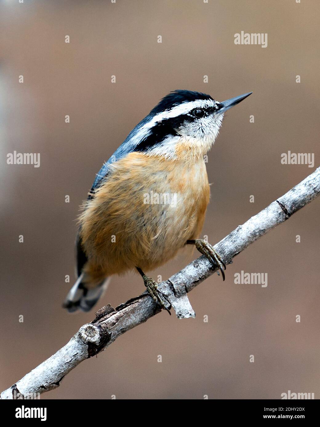 Nuthatch primo piano vista profilo appollaiato su un ramo di albero nel suo habitat con uno sfondo sfocato, con piumaggio piuma e coda di uccello. Foto di scorta. Foto Stock
