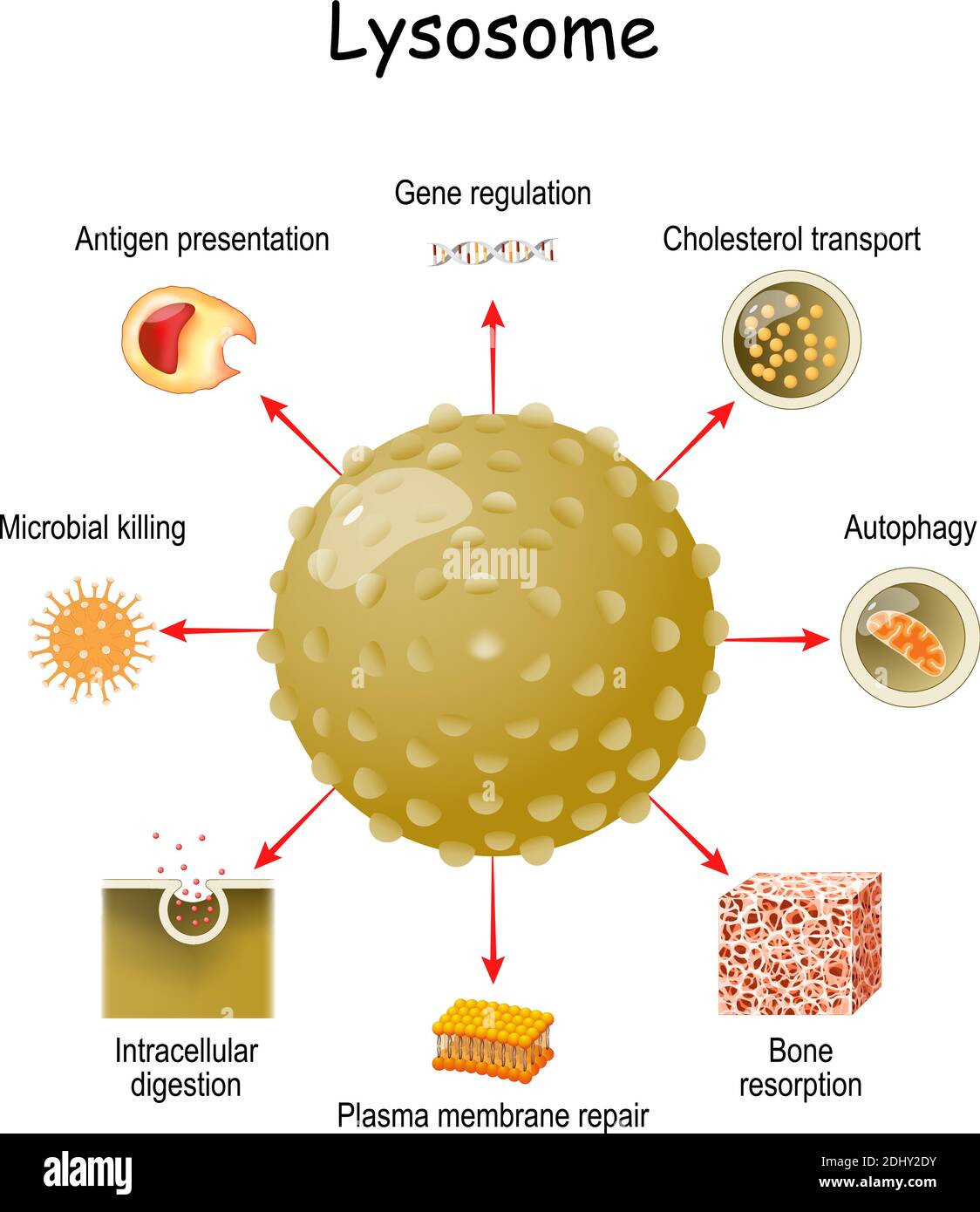 Funzione lisosomica. Lisosoma multitramiale dalla digestione intracellulare, e autofagia alla presentazione dell'antigene, riassorbimento della matrice ossea, e membrana plasmatica Illustrazione Vettoriale