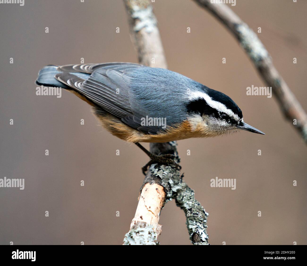 Nuthatch primo piano vista profilo appollaiato su un ramo di albero nel suo ambiente e habitat con uno sfondo sfocato, con piumaggio piuma. Immagine. Foto Stock Nuthatch primo piano vista profilo appollaiato su un ramo di albero nel suo ambiente e habitat con uno sfondo sfocato, con piumaggio piuma. Immagine. Foto Stock